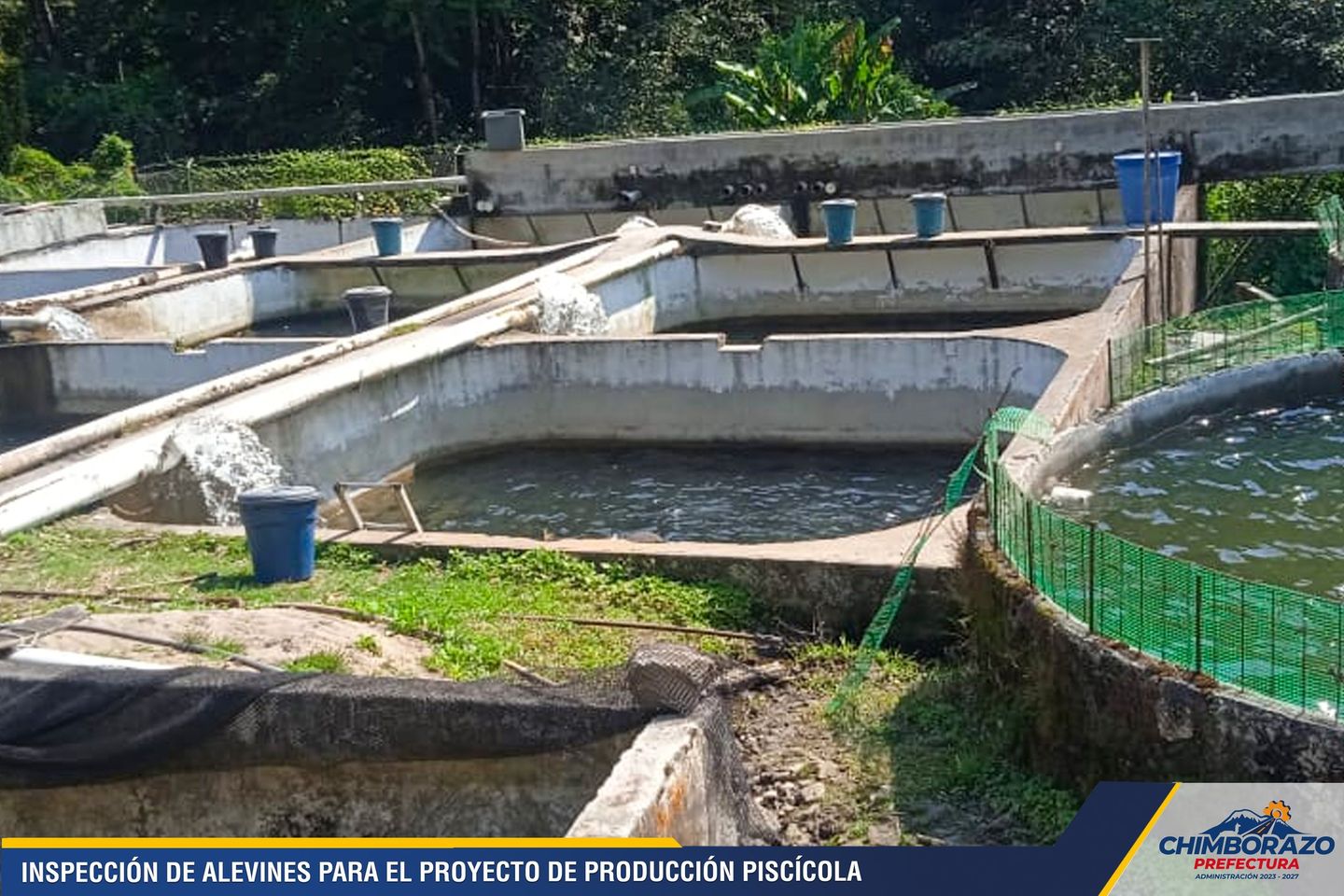 INSPECCIÓN DE ALEVINES PARA EL PROYECTO DE PRODUCCIÓN PISCÍCOLA