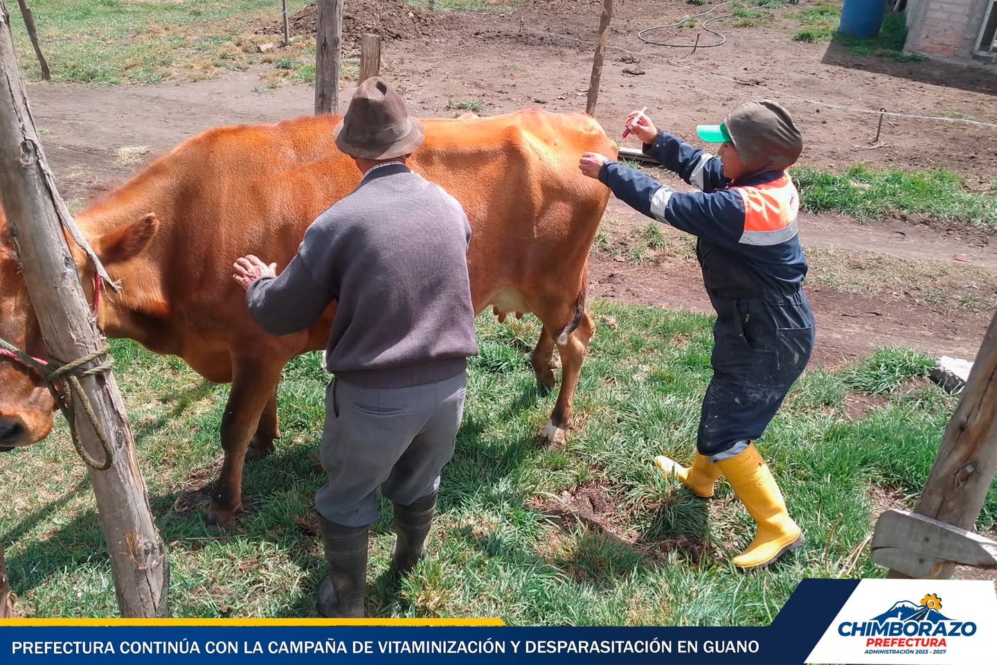 CAMPAÑA DE VITAMINIZACIÓN Y DESPARASITACIÓN EN SANTA FE DE GALÁN